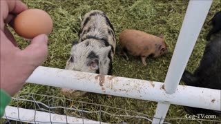 Graham Family Farm: Overcast Sunday