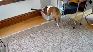 Brown white dog puts toys away in a box