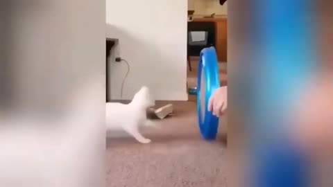 Funny Cats