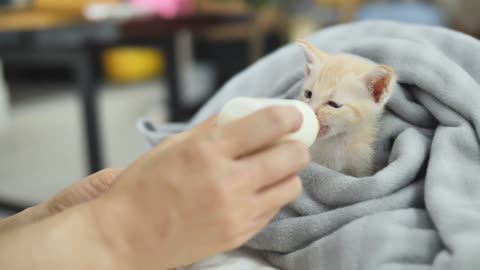 Cute Cat drinking milk video