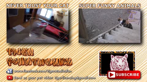 You will LAUGH SO HARD that YOU WILL FAINT - FUNNY CAT compilation