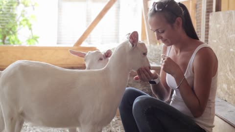 Young women feeding goat from hand