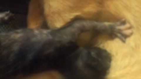 I filmed my cat breastfeeding her pups, Part 3