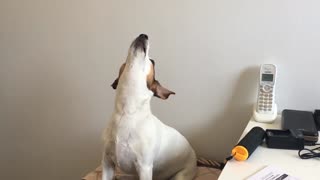 Pebbles the Jack Russell Singing a Song to me.... Too Cute :)