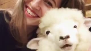 Girl taking selfie with lamb chewing laughs into camera