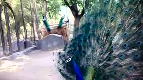 Peacock dancing in rian video