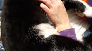 Cat enjoys belly rubs