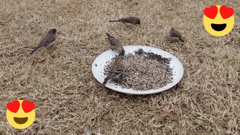 Group of sparrows searching for food 🍲🥡