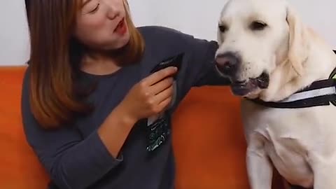 DOGGO HELP HIS TIRED HOOMAN.mp4