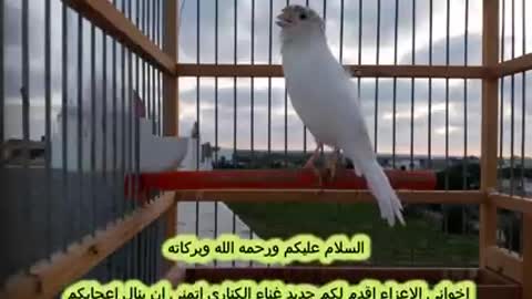 He wants to regain his freedom A bird cries and cries because he is in a cage that wants freedom