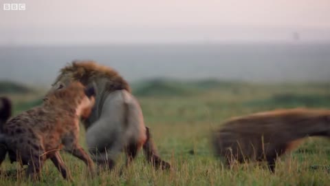 LION VS HYENAS - What happens will shock you