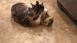 You won't believe this cat & prairie dog friendship!