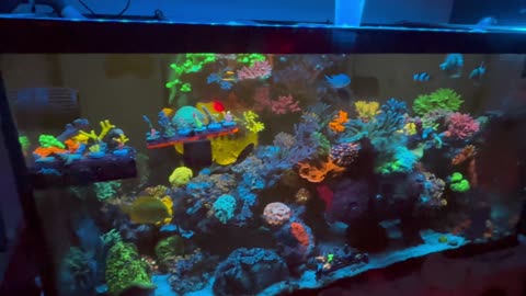 90 Gallon Mixed Reef Tank