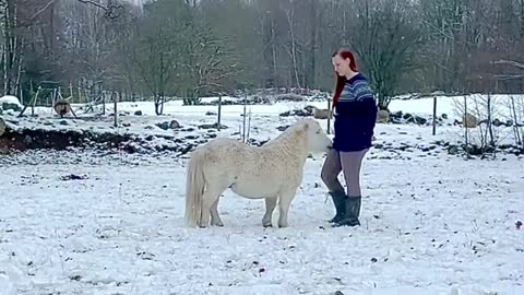 This is Alvin, the cutest Shetland pony in the world.