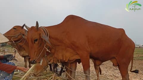 cow grazing #cow #bull #ox #videos #best