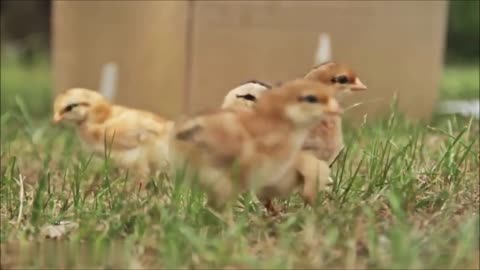 Baby Chickens Nesting Video!