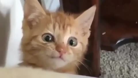 Cat funny reactions