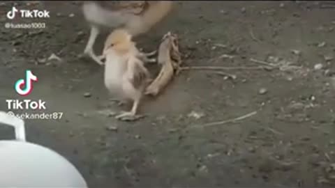 Amazing little baby chicken😂😂😂🤣🤣🤣🤣🤣