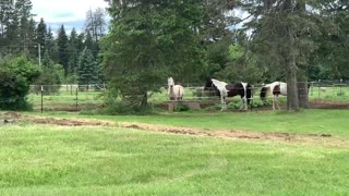 Horses running in a field