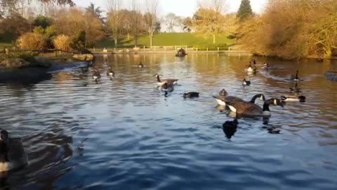 Swan park duck birds in River.