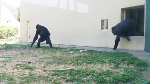 Excited Silverback Gorilla Asks A Female To Mate ❤️ | Shabani & Ai