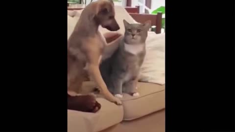Funniest cats and dogs 🐶🐱 | Funny Animals Video - Best Cats😹 and Dogs🐶 Videos of the Month 2022!