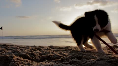 Cute Dog at the Beach