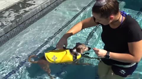 Teaching Dogs How To Swim