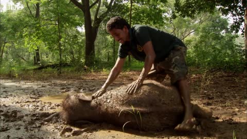 Three-Legged Baby Elephant Makes a New Friend | BBC Earth