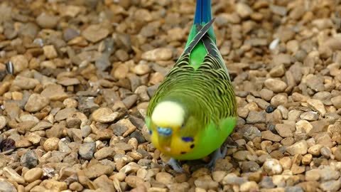 Oww...very beautiful parrot Eating