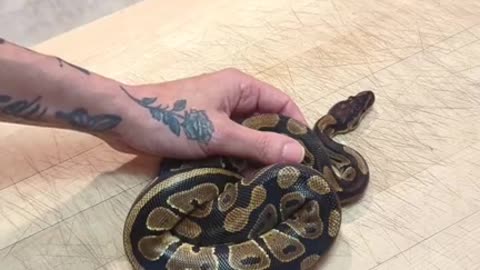 Royale Ball Python: Update on Samara Morrigan