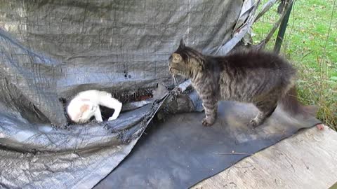 Little kitten stands up to bully cat