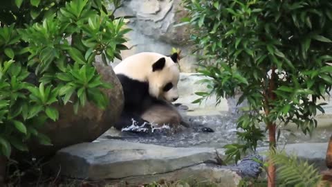 The panda to take a bath
