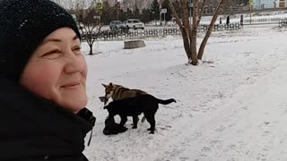 11/16/2019 2 dogs share prey)) Sosnovoborsk, Russia.