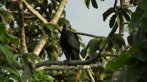 Black Vulture In A Tree