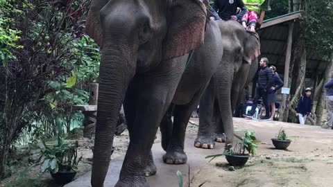 Riding elephants in Luang Prabang, Laos