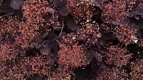 Cotinus Smoke Bush