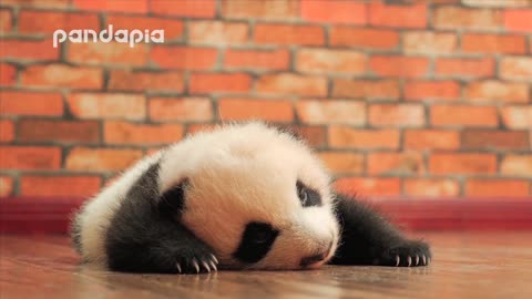 baby panda cute voice