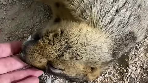 36 #Groundhog #Marmot #Cute Pet The third one looks like he is hungry.