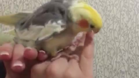 The funny parrot sings songs.