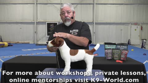 Hand Stacking Show Dogs with Eric Salas