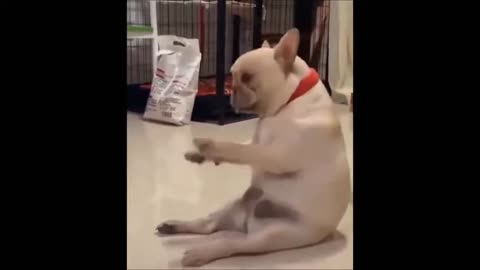 Best Animal Videos 2024 Funny Cats and Dogs Cats Funny Videos [38]