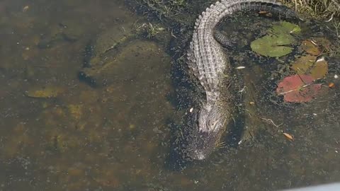 Alligator visit