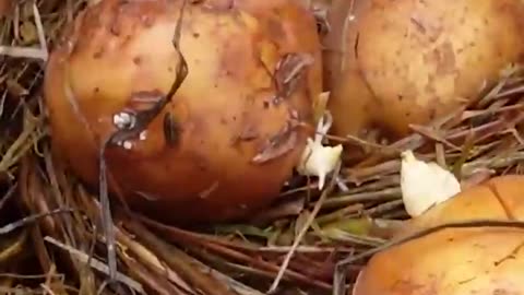 Easy way of growing Potatoes/ Kitchen Gardening