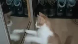 Mirror vs. kitty