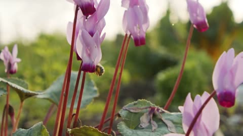 Slow motion macro of a honey bee drinking nectar from a Cyclamen flower