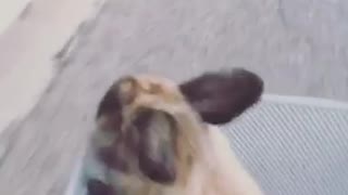 Bunny enjoys bike ride