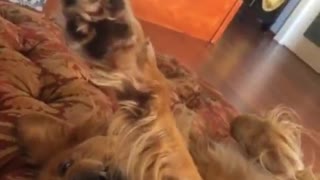 Cute dog, upside down, giving high five