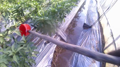 Manually water the vegetables, and strive to buy a sprinkler irrigation on the 25th