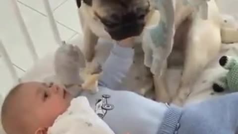 Dog Watching baby playing